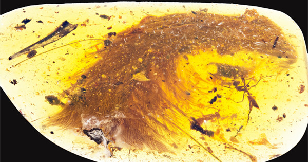 Remarkable feathered dinosaur tail found in chunk of amber