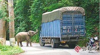 The upset elephant turned to a truck for food, which scard away the drive.