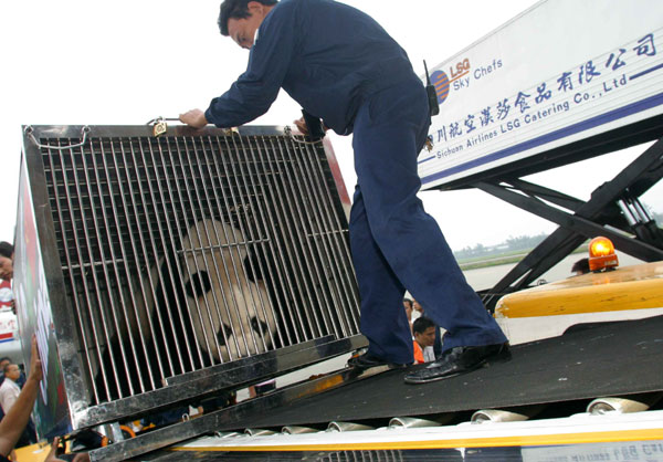 Hua Zuiba begins a 30-hour journey to Spain in 2007. It took her several months to relax in her new home.Photo: China Daily) 