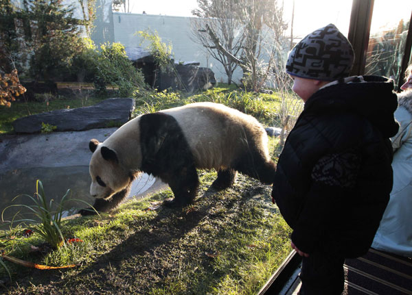 Yang Guang draws attention as he explores his new enclosure at Edinburgh Zoo at a preview on Dec 12. Photo: Reuters