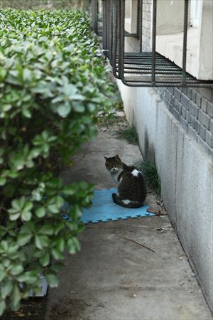 A stray cat at Beijing Children's Hospital yesterday. Photo: Guo Yingguang/GT 