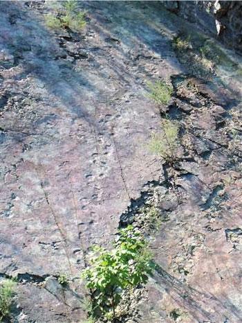 The footprints, unearthed in a geological park in Yanqing 