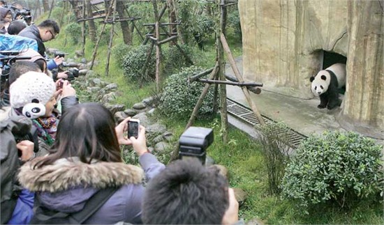 Giant panda Xing Rong emerges at the Dujiangyan Reintroduction Research Center yesterday to take part in a training program for surviving in the wild. Photo: CFP