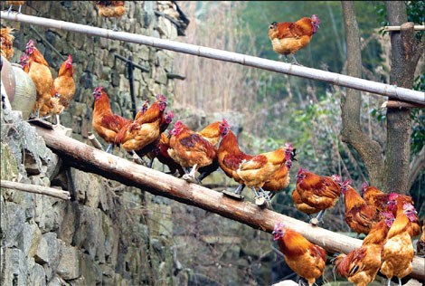 The chickens reared by Yang Sizhong are said to be unafraid of foxes and eagles.China Daily)