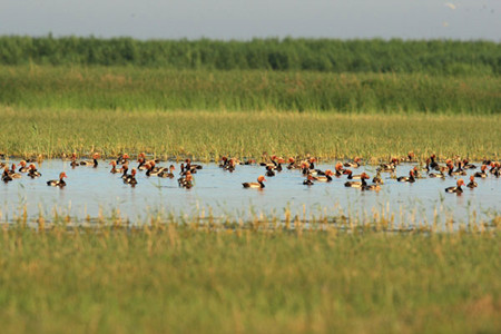 Wild ducks enjoy a comfortable summer in Aibi Lake. A wetland reserve was set up to try to save the lake. Provided to China Daily