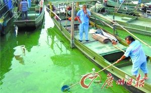 Blue-green algae appear on the Taihu Lake in 2010.