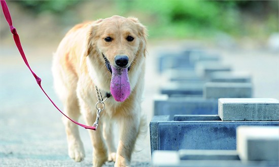 Golden retrievers are beloved companion animals in Beijing. Photo: CFP 