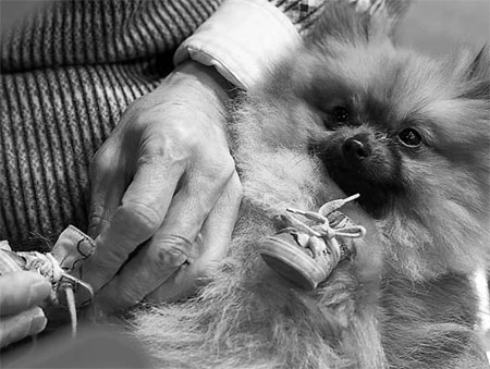 A pet owner puts shoes on a dog at the Shanghai Pet Fair on Friday. Yong Kai / for China Daily