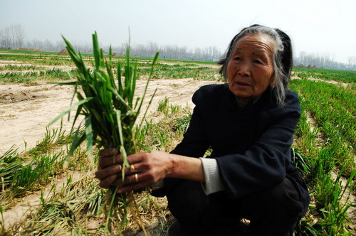 Hu Zhen, a 78-year-old woman, shows a wheat crop destroyed by property developers in Jingzhuang village of Shangcai county, Henan province, on March 27. [Photo: China Daily] 