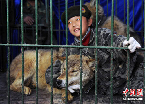 Zhu Lin, 9, touches a wolf in a cage at a pet fair in Urumqi, Northwest China's Xinjiang Uygur autonomous region. [Photo: CNS] 