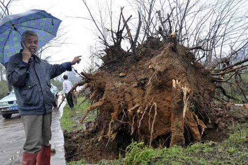 A tree is uprooted by strong wind in Lianzhou, South China's Guangdong province, April 5, 2012. [Photo/Xinhua]