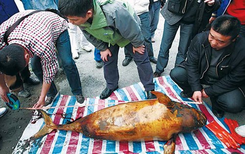 Fishery administration workers record the size of a freshwater finless porpoise, an endangered species unique to China, in Yueyang, Hunan province, last week. The remains of 12 porpoises, known as river pigs, were found along the Yangtze River over a period of less than two months. Scientists blamed pollution for the deaths. [Photo by Xu Dianbo/For China Daily]