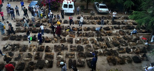 About 500 dogs rescued by animal lovers were in makeshift homes at the Wangjiaqiao police station in Kunming, Yunnan province, on Friday. Photos by Duan Yuliang / for China Daily