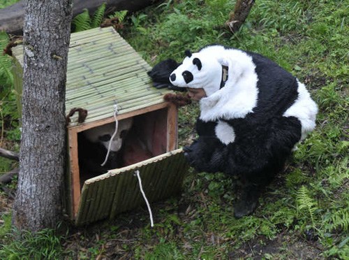 Tao Tao, a panda at the Wolong Nature Reserve, is lured into a cage by a disguised worker. Tao Tao is undergoing training to return to the wild. [Photo: China Daily] 