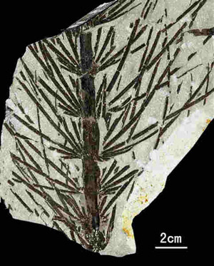 The fossilized leaves and stem of Asterophyllites, an extinct species of plant, found in Wuda. Provided to China Daily 