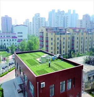 There are a whole host of advantages to growing vegetables on your rooftop. [Photo: CFP]  