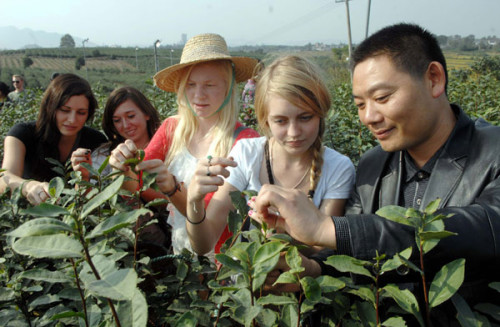 University students from the United States who are taking part in an internship program in China learn how to pick tea at a farm in Zhenjiang, East China's Jiangsu province.