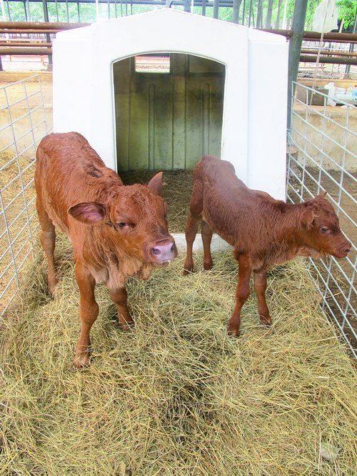 Two female GM cloned calves stand in their pen, the results of a breeding program to improve the taste of beef. (Photo: Courtesy of Beijing University of Agriculture)