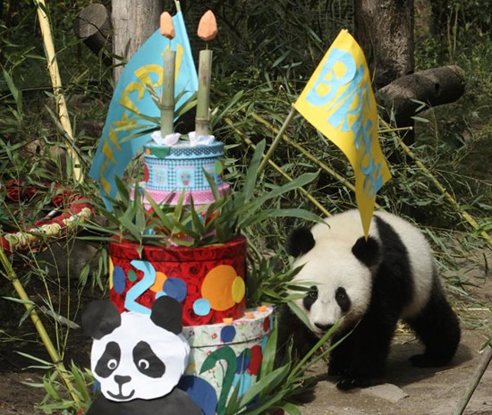 Giant panda Fu Hu (meaning lucky tiger) approaches parcels containing vegetables on its second birthday at the zoo in Vienna, Aug 23, 2012. [Photo/Agencies]