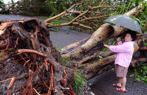 A woman examines a tree that was blown down during Typhoon Tembin in Taitung, Taiwan, on Aug 24, 2012. [Photo/Agencies]