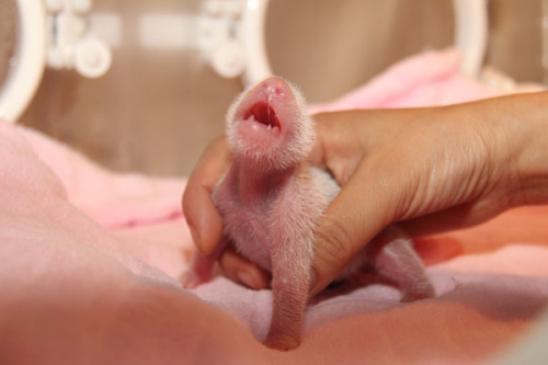 The new panda cub in the Chengdu Research Base of Giant Panda Breeding in Sichuan province. Huang Zhiling/China Daily