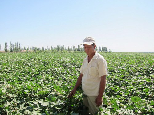 Tang Hongzhu, 55, examining his cotton field in Shihezi. Tang owns 60 mu (4 hectares) of cotton fields that provide the only source of income for his family. By planting cotton and benefiting from the drip irrigation, Tang supported his two sons to go to university and bought a new motorcycle this year. [Photo/China Daily] 