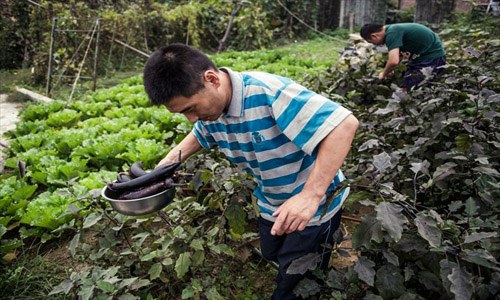 Jiao Jian and a volunteer collect eggplants on a farm in suburban Beijing called Manfei Tianshi Ecological Park. Photo: Li Hao/GT