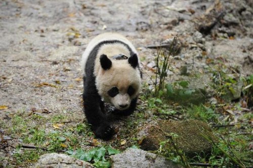 Giant panda Tao Tao crawls to the wild mountain forest in the Liziping nature reserve in Shimian County of Ya'an City, southwest China's Sichuan Province, Oct. 11, 2012. As the first artificially raised giant panda released to the nature in China, Tao Tao's condition will be tracked after its reintroduction. Six more giant pandas are under the systematic wildness recovery training as Tao Tao, in the Wolong Giant Panda Protection and Research Center. (Xinhua/Li Qiaoqiao)