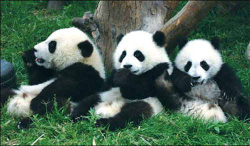 The nation's giant panda breeding research center is home to about 70 of the highly endangered species, which number fewer than 2,000 worldwide.