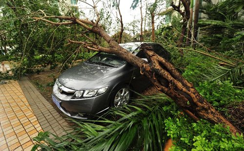 A tree is blown down in Sanya, south China's island province of Hainan, Oct. 28, 2012. More than 80,000 people in Hainan have been relocated following the arrival of Typhoon Son-Tinh, which has brought gales and downpours to the region since Saturday. (Xi