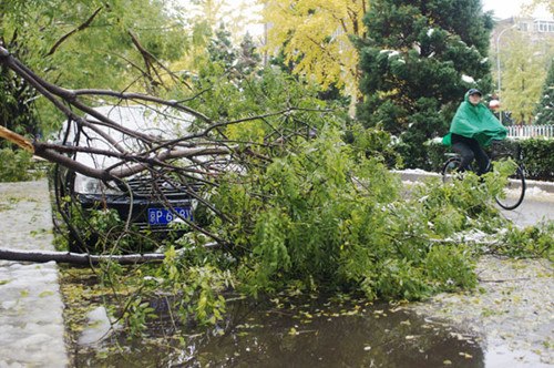 Strong winds during Sunday snowstorm broke branches from trees around Beijing. Wei Xiaohao / China Daily