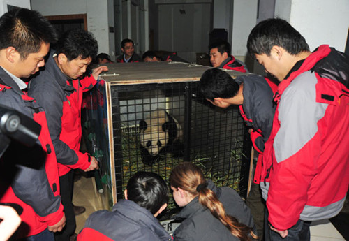 Fuhu, a 2-year-old male panda, returns to his homeland, accompanied by personnel at the Bifengxia Base of China Conservation and Research Center for the Giant Panda in Sichuan province on Thursday. Fuhu was born at the Vienna Zoo in Austria. HENG YI / FOR CHINA DAILY