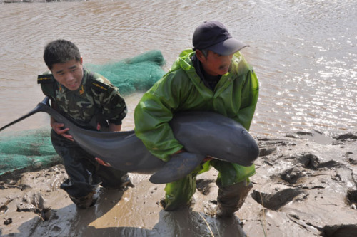 A paramilitary soldier help release a trapped cowfish back into the sea off Jianggang township, Nov 12, 2012. Two cowfish swam into a canal of the breeding zone and were trapped when the tide fell in Jianggang township in Dongtai city, Jiangsu province,  on Nov 12. Local paramilitary troops succeeded in releasing the two cowfish into the sea after four hours. Each of the cowfish is about 1.5 meters long and around 80 kilograms. Cowfish is a second-class protected animal in China.[Asianewsphoto/Xia Jun]