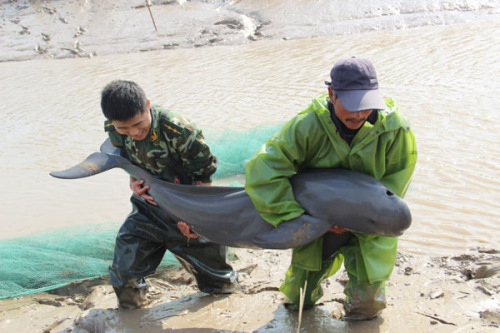 A paramilitary soldier help release a trapped cowfish back into the sea off Jianggang township, Nov 12, 2012. Two cowfish swam into a canal of the breeding zone and were trapped when the tide fell in Jianggang township in Dongtai city, Jiangsu province, on Nov 12. Local paramilitary troops succeeded in releasing the two cowfish into the sea after four hours. Each of the cowfish is about 1.5 meters long and around 80 kilograms. Cowfish is a second-class protected animal in China.[Asianewsphoto/Xia Jun]