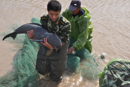 A paramilitary soldier help release a trapped cowfish back into the sea off Jianggang township, Nov 12, 2012. Two cowfish swam into a canal of the breeding zone and were trapped when the tide fell in Jianggang township in Dongtai city, Jiangsu province, on Nov 12. Local paramilitary troops succeeded in releasing the two cowfish into the sea after four hours. Each of the cowfish is about 1.5 meters long and around 80 kilograms. Cowfish is a second-class protected animal in China.[Asianewsphoto/Xia Jun]