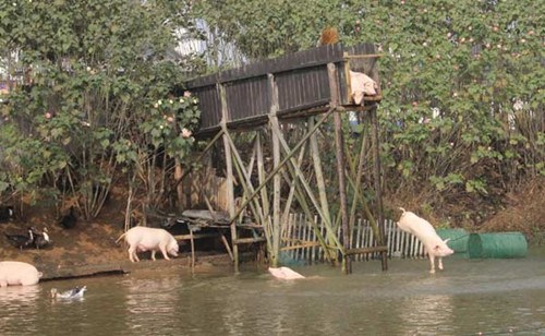 Pigs jump from a wooden diving platform in Ningxiang county, Hunan province, Nov 11, 2012. [Photo by Guo Guoquan/Asianewsphoto]