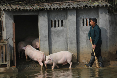 Pigs jump from a wooden diving platform in Ningxiang county, Hunan province, Nov 11, 2012. [Photo by Guo Guoquan/Asianewsphoto]