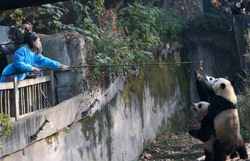 Chen Yinrong feeds giant pandas apples on Saturday at the Chengdu Research Base of Giant Panda Breeding in Sichuan province, during the final competition of the 2012 Global Pambassador program. Chen was among the three winners of the competition. [Photo/C