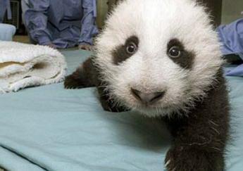 Xiao Liwu, the sixth giant panda born at the San Diego Zoo, has gotten his weekly exam and final vaccination. During the check-up, a zoo veterinarian was able to see and feel several teeth in the baby bears mouth. 