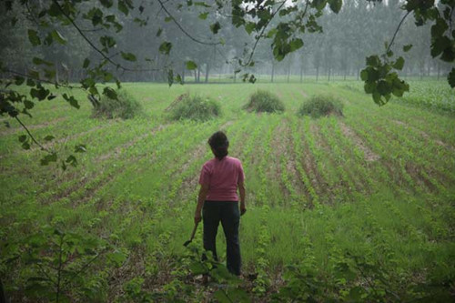 A woman stands at a farmland dotted with tombs in Shangshui county, Zhoukou of Central China's Henan province, on July 14. Zhoukou plans to relocate 3.5 million rural tombs to make space for farmland. [Photo/China Daily] 