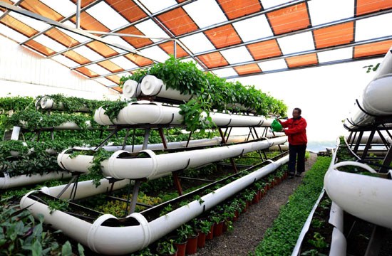 A farmer called Li Fude works in a solar power greenhouse in Jibo, Shandong, on Nov 27, 2012.[Photo/Xinhua] 