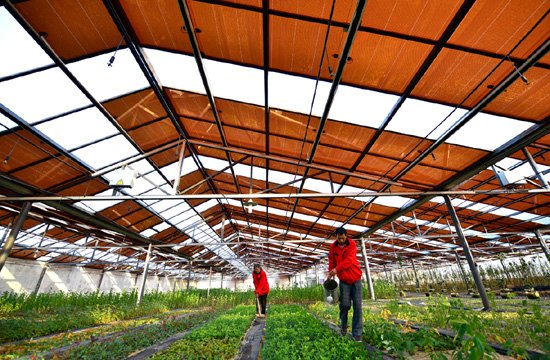 Lin Yongzhong, Wang Shengli work in a solar power greenhouse in Jibo, Shandong, on Nov 27, 2012. [Photo/Xinhua] 