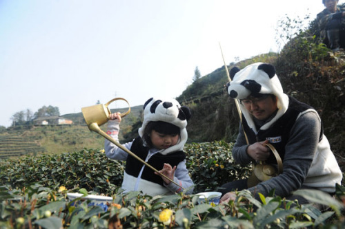 A girl and her father in panda costumes perform tea art in a tea garden in Ya'an, Sichuan province, on Sunday. The tea plants in the garden have been fertilized with panda excrement collected by An Yanshi, a former calligraphy teacher who has launched the pricey organic green tea. Photo by Zhang Lang / for China Daily 