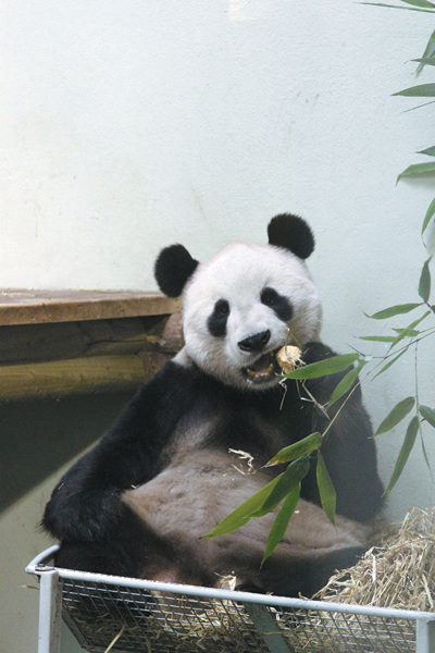 Chinese panda Tian Tian plays at Edinburgh Zoo on Wednesday. [Photo/Xinhua]