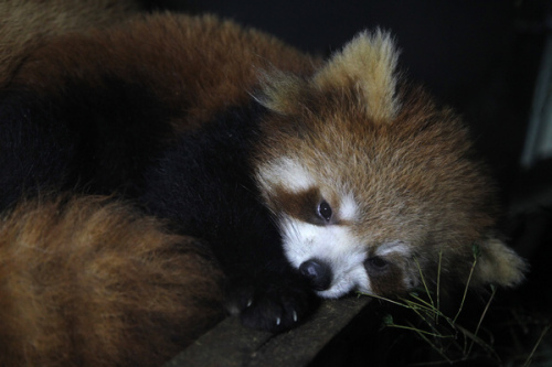 A baby red panda at Changsha Ecological Zoo, Central China's Hunan province, on Dec 11, 2012. A pair of baby red pandas were born at Changsha Ecological Zoo on June 13, and they will experience their first winter in Changsha.  It is the first time that the zoo successfully bred the baby red panda. There are now 13 adult red pandas at the zoo. They came from Sichuan in 2010. The red panda, known as the lesser panda, is a rare and endangered animal species found only in China, Nepal, Bhutan, India and Myanmar. They are related to raccoons, skunks and weasels. [Di Lu/Asianewsphoto]