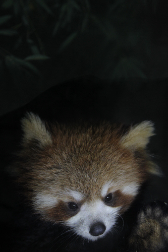 A baby red panda at Changsha Ecological Zoo, Central China's Hunan province, on Dec 11, 2012. A pair of baby red pandas were born at Changsha Ecological Zoo on June 13, and they will experience their first winter in Changsha. It is the first time that the zoo successfully bred the baby red panda. There are now 13 adult red pandas at the zoo. They came from Sichuan in 2010. The red panda, known as the lesser panda, is a rare and endangered animal species found only in China, Nepal, Bhutan, India and Myanmar. They are related to raccoons, skunks and weasels.[Di Lu/Asianewsphoto]