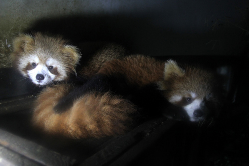 Red pandas at Changsha Ecological Zoo, Central China's Hunan province, on Dec 11, 2012. A pair of baby red pandas were born at Changsha Ecological Zoo on June 13, and they will experience their first winter in Changsha. It is the first time that the zoo successfully bred the baby red panda. There are now 13 adult red pandas at the zoo. They came from Sichuan in 2010. The red panda, known as the lesser panda, is a rare and endangered animal species found only in China, Nepal, Bhutan, India and Myanmar. They are related to raccoons, skunks and weasels. [Di Lu/Asianewsphoto]