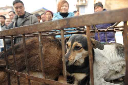 Dogs wait to be slaughtered in front of the gate of a residential area in Hefei, Anhui province, recently. Residents have asked the police to intervene, but they are powerless to stop the slaughter because no laws or regulations bar the slaughter of dogs.