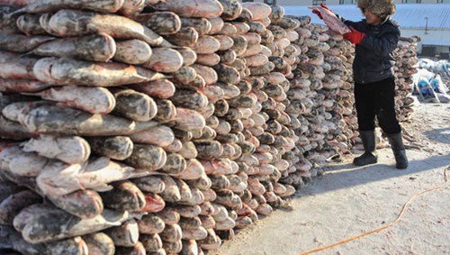 Fishermen have a big harvest on frozen Chagan Lake in Jilin province on Dec 27, 2012. Photo/Xinhua