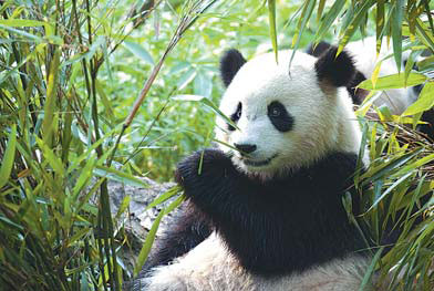 Pandas are a great tourist attraction in Chengdu.